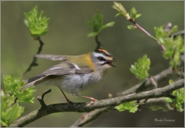 <p>KRÁLÍČEK OHNIVÝ (Regulus ignicapillus) /Firecrest - Sommergoldhähnchen/</p>